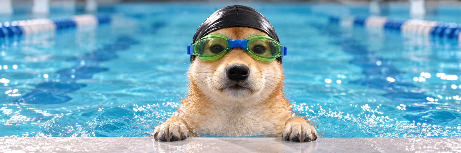 Nasdog in a pool, wearing swimming goggles and a swim cap